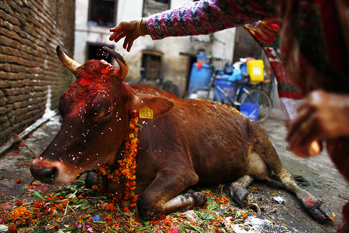 Diwali festival of lights: A Nepalese Hindu devotee performs rituals during the Tihar festival