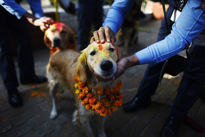 Diwali festival of lights: Nepalese policemen garland and apply vermilion on the heads of their dogs
