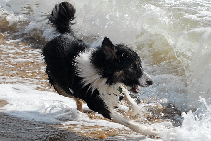 In pictures: Wet: Dog chasing waves 