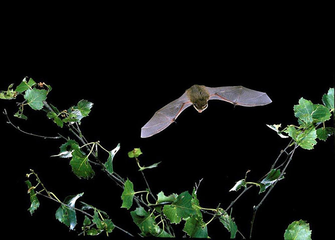 Week in Wildlife: The common pipistrelle bat