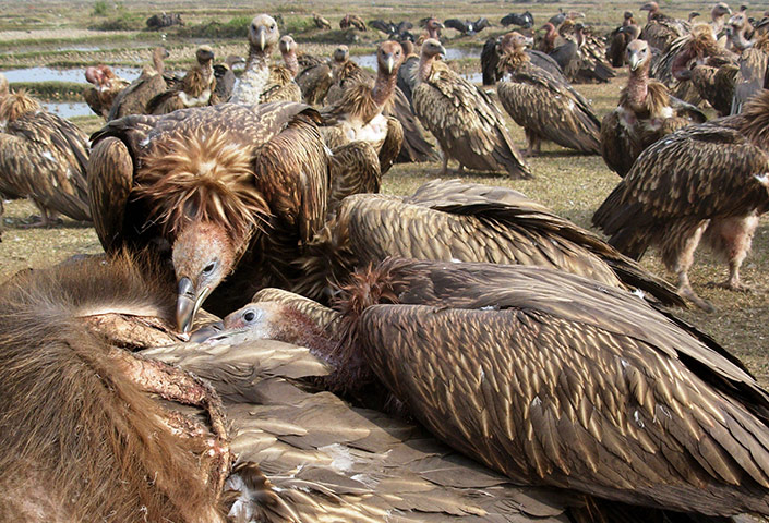 Week in Wildlife: Vultures in the wild feeding on a dead buffalo