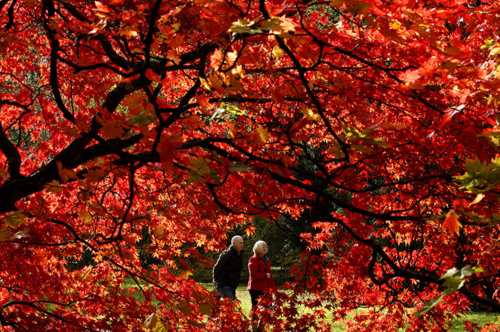 Week in Wildlife: Westonbirt, UK: Visitors walk through Westonbirt Arboretum in the Cotswolds