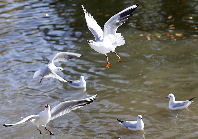 Week in Wildlife: Stratford-upon-Avon, UK: A gull swoops for bread thrown by tourists
