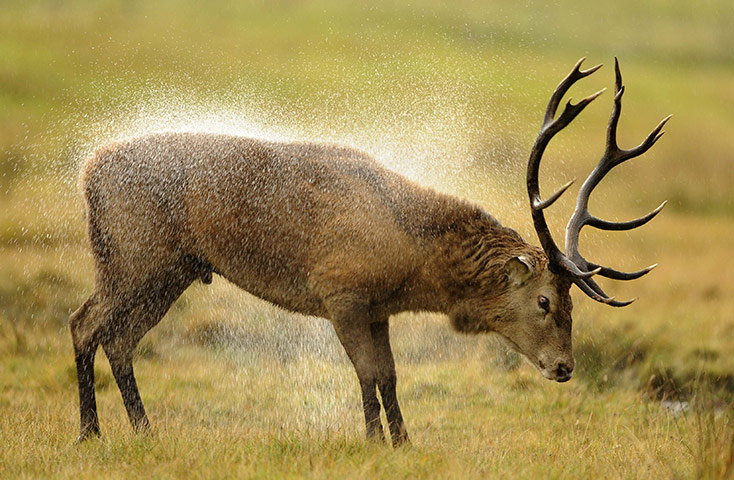 Week in Wildlife: Kincraig, UK: A red deer stag shakes water off its fur 
