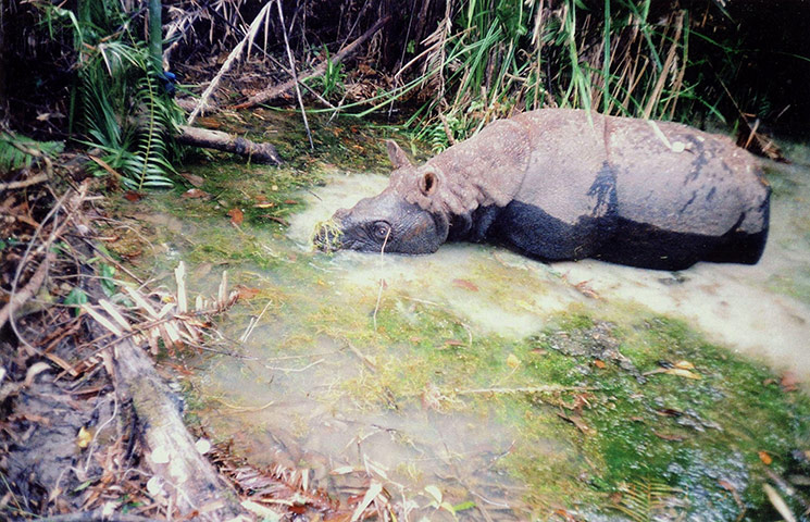 Week in Wildlife: A Javan rhino inside the Nam Cat Tien park in Southern Vietnam