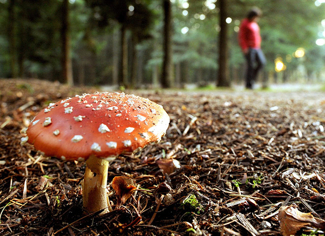 Week in Wildlife: Soegel, Germany: A poisonous fly trap mushroom in a park
