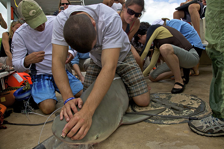 Week in Wildlife: A shark tagging expedition off Key Largo