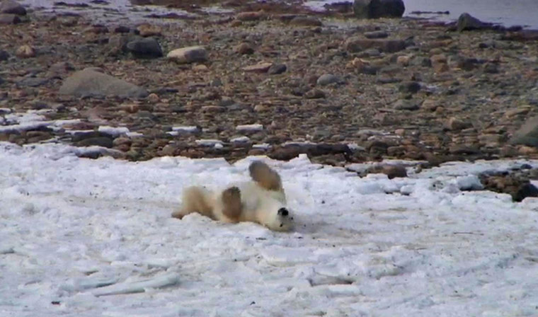 Week in Wildlife: A photograph taken from a live webcam showing a polar bear