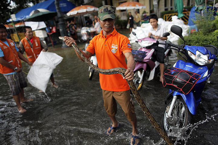bangkok flooding: A man poses with a python he caught in floodwaters