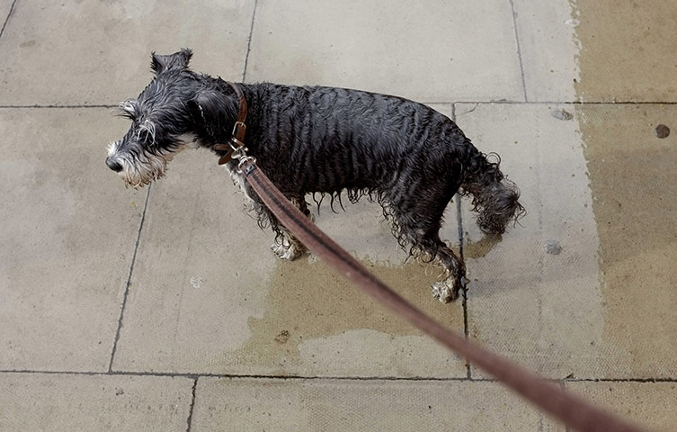 Guardian Camera Club: Walking Frieda in the rain
