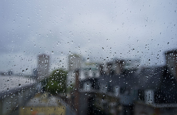 Guardian Camera Club: Walking Frieda in the rain