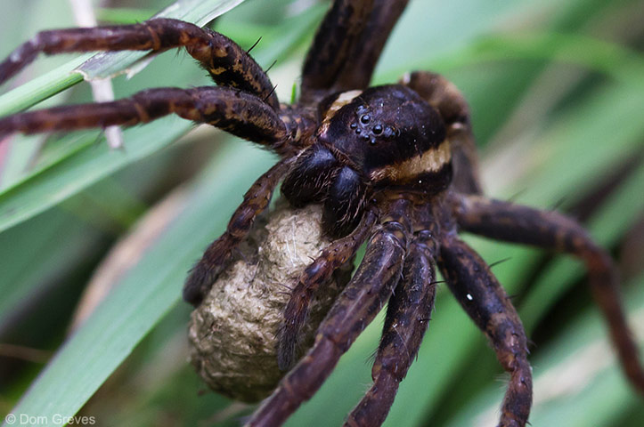 Green shoot: on spiders
