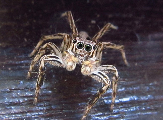 Green shoots: on spiders