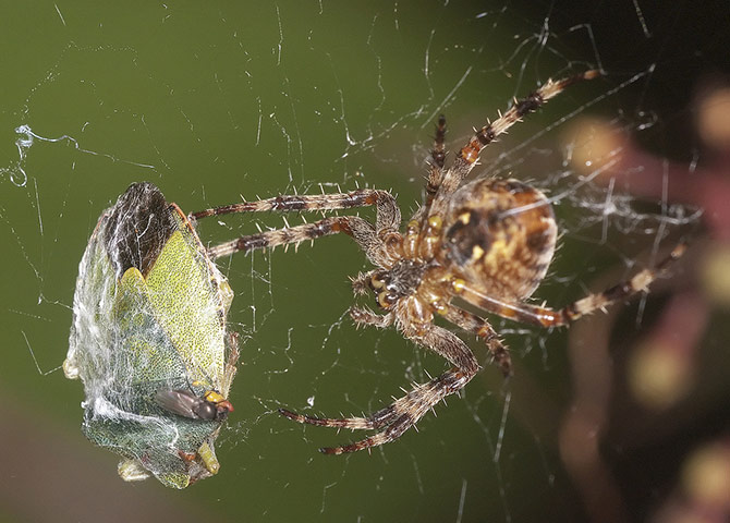 Green shoot: on spiders