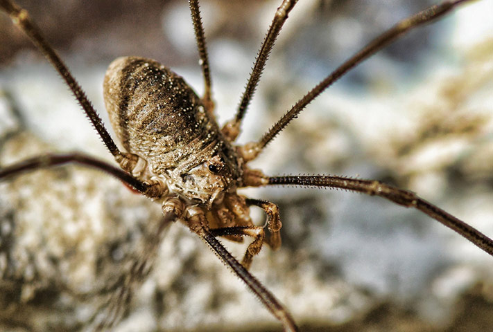 Green shoots: on spiders