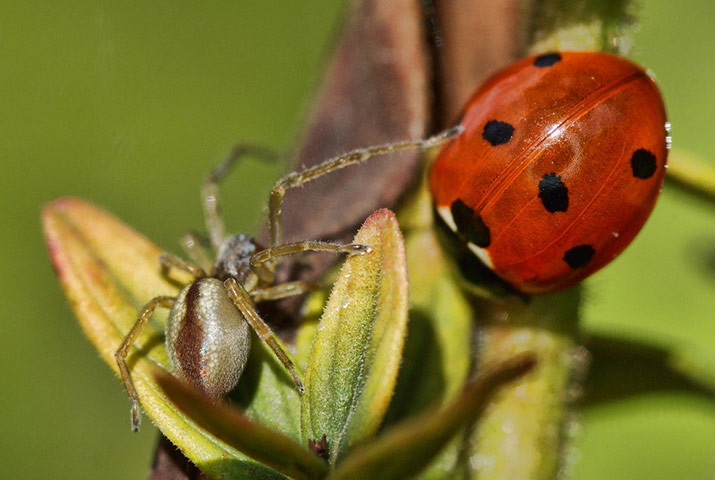 Green shoot: on spiders