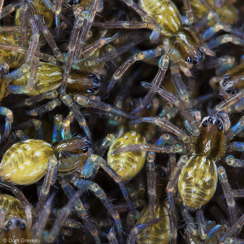 Green shoot: on spiders