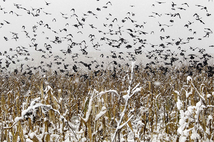 Snow in US: Birds fly out of a snow covered cornfield in State College, Pennsylvania