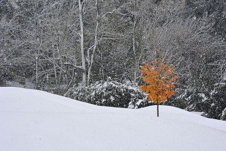Snow in US: A yellow-leaved tree stands on a snow-covered hill 