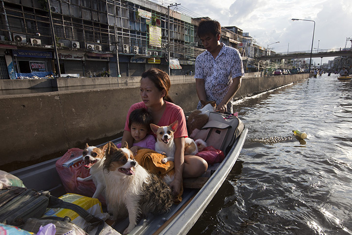 24 hours: Bangkok, Thailand : A Thai family evacuates with all their dogs