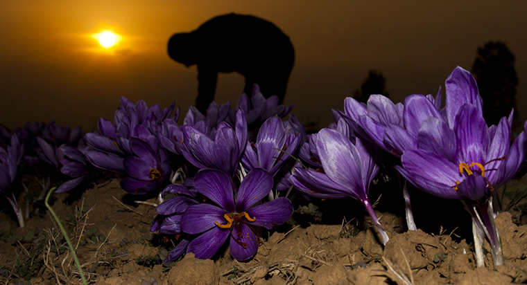 24 hours: Pampore, Kashmir, India: A Kashmiri farmer plucks saffron flowers at a farm