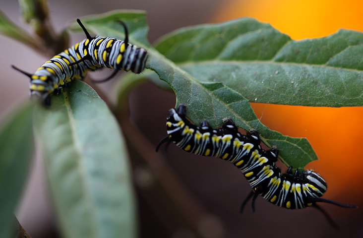 24 hours: Kathamandu, Nepal: A pair of Monarch butterfly caterpillars feed on a leaf 