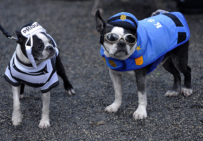 Halloween: New York, US: Dogs dressed as a prison guard and a prisioner