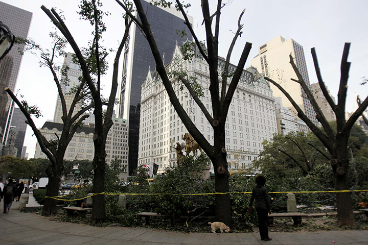 New York state snowstorm: Trees that were damaged by a snowstorm