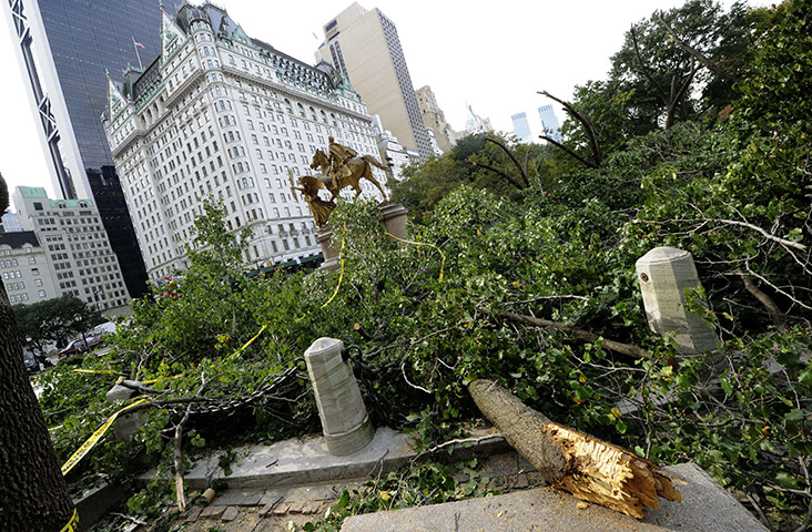 New York fallen trees: New York fallen trees