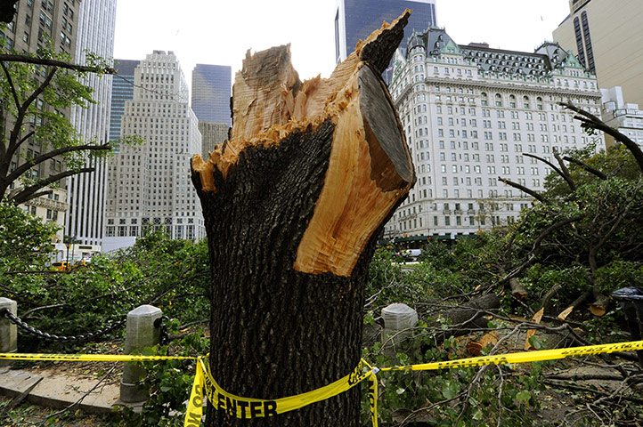 New York fallen trees: New York fallen trees