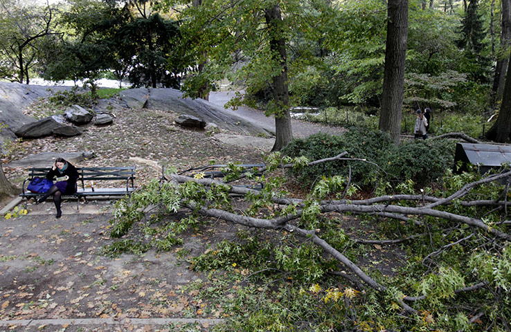 New York fallen trees: New York fallen trees