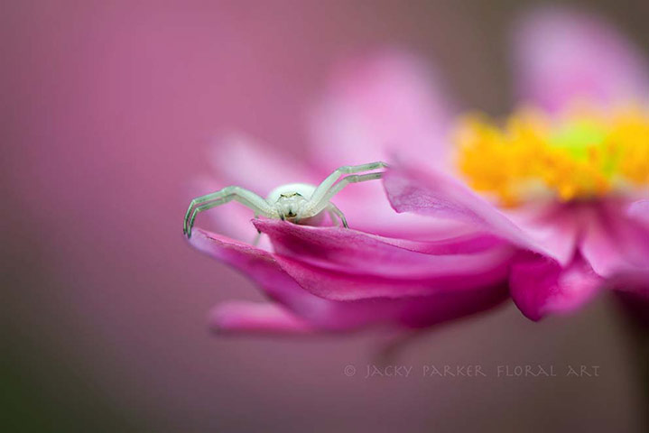 Green Shoots : on spiders