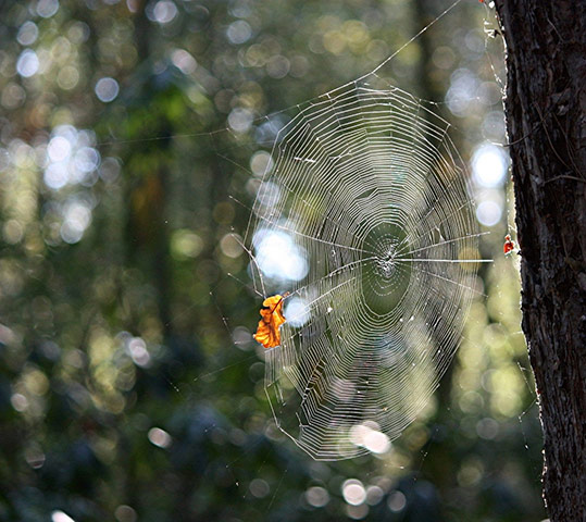 Green Shoots : on spiders