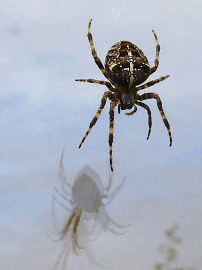 Green Shoots : on spiders