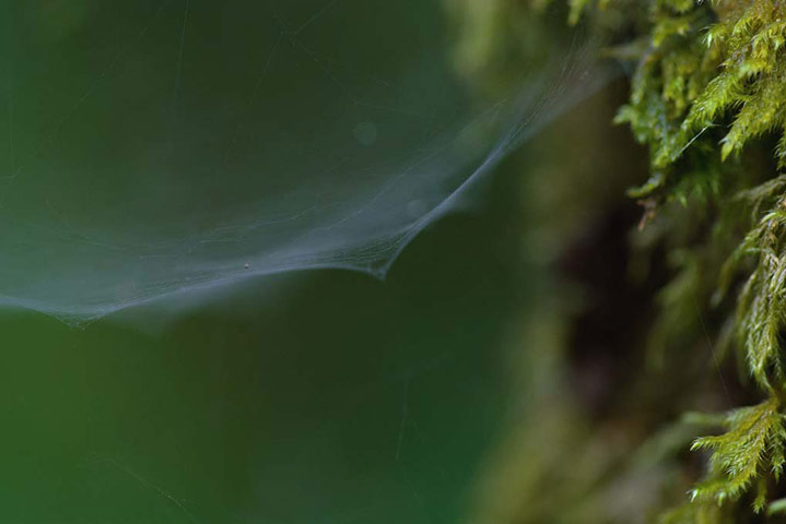 Green Shoots : on spiders