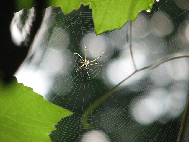 Green Shoots : on spiders