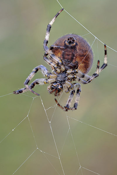 Green Shoots : on spiders