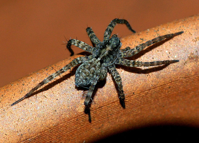 Green Shoots : on spiders