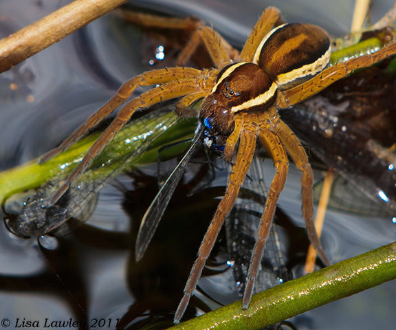 Green Shoots : on spiders