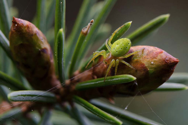 Green Shoots : on spiders