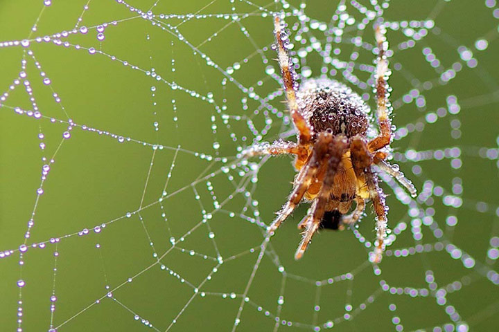 Green Shoots : on spiders