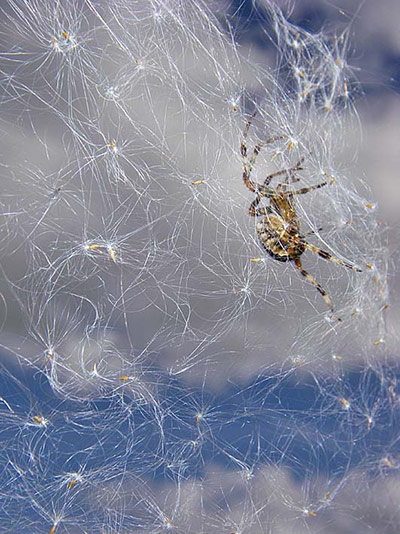 Green Shoots : on spiders