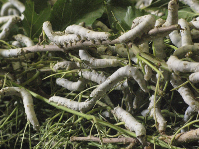 Silk industry in Herat: with support of Christian Aid’s partner RAADA