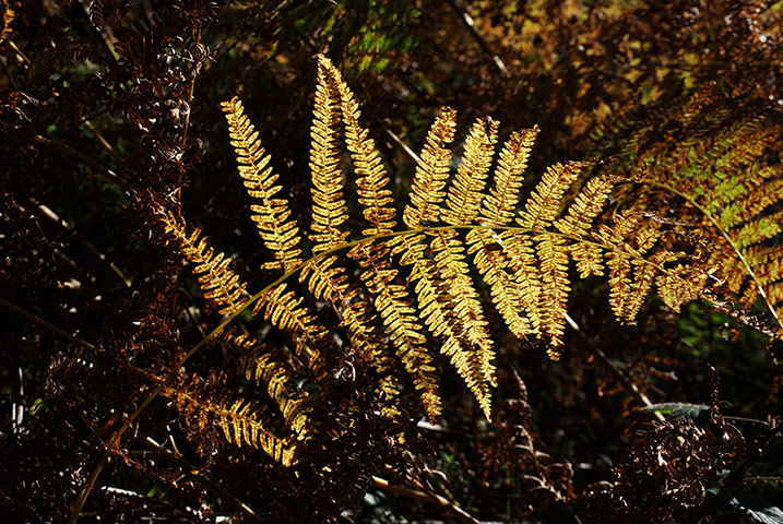 In Pictures: Gold: fern