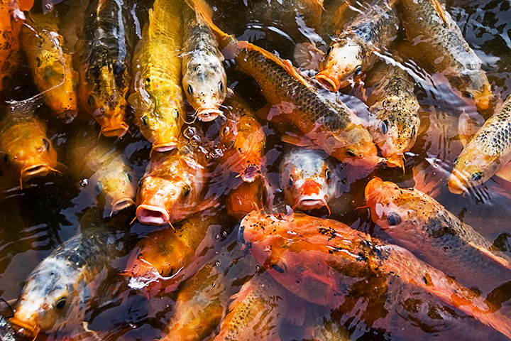 In Pictures: Gold: Fish