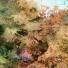 Satellite Eye on Earth: the Amadeus Basin in the heart of the Australian outback