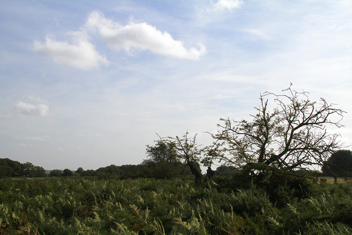 Sabine Thoele assignment: Pastoral London V