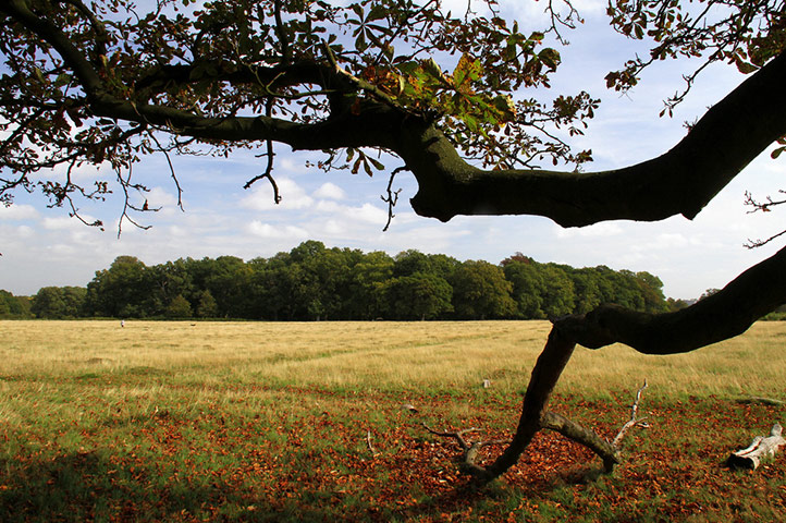 Sabine Thoele assignment: Pastoral London IV