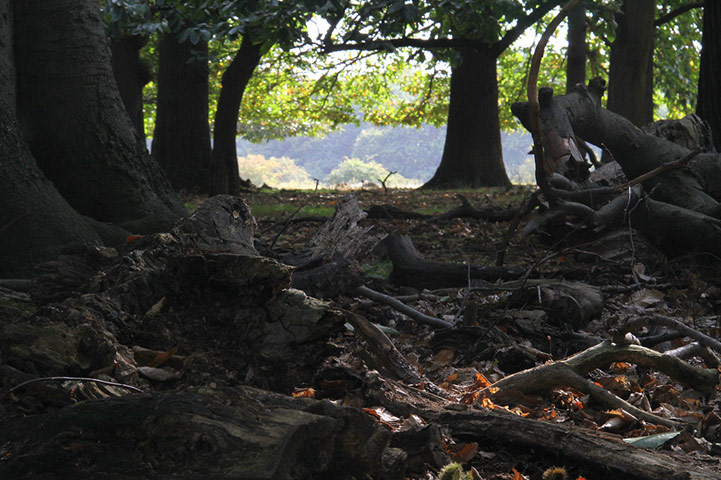 Sabine Thoele assignment: Pastoral London III