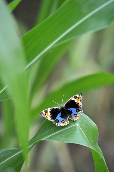 Week in wildlife: butterfly resting on the leaf 
